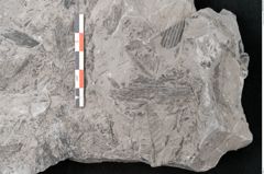 Foto (Detailansicht) von Neuropteris sp.  (NHMW-GEO-2024-0188-10693)